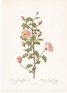 Vintage Pierre-Joseph Redoute roses and flowers